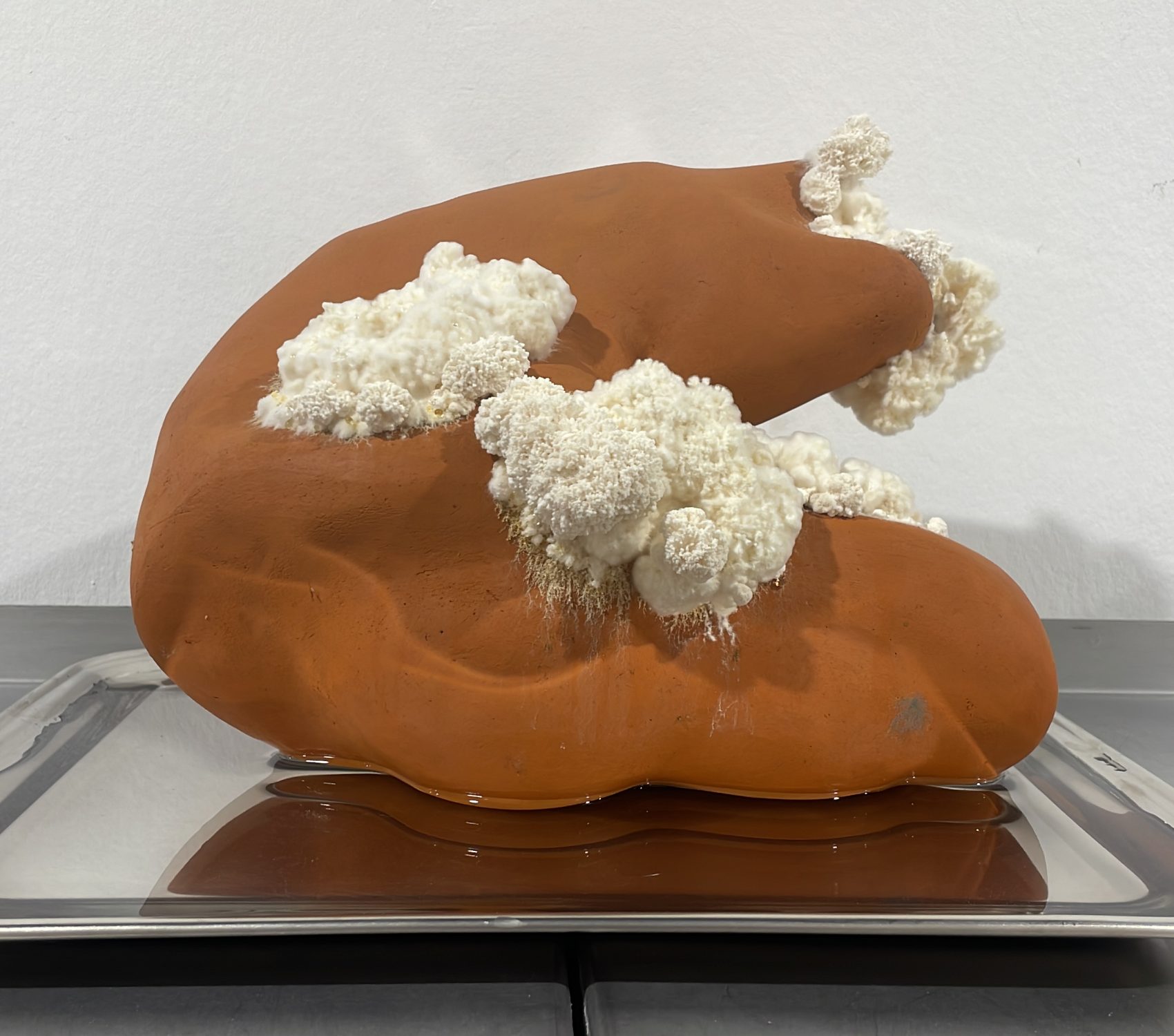 56B907E8-7018-44B7-8A09-3D7F94B0AB59 Incubating Memories Exposition Fragilité. Botanique, 2023 Brussels Belgium Images: Pedro Riofrío